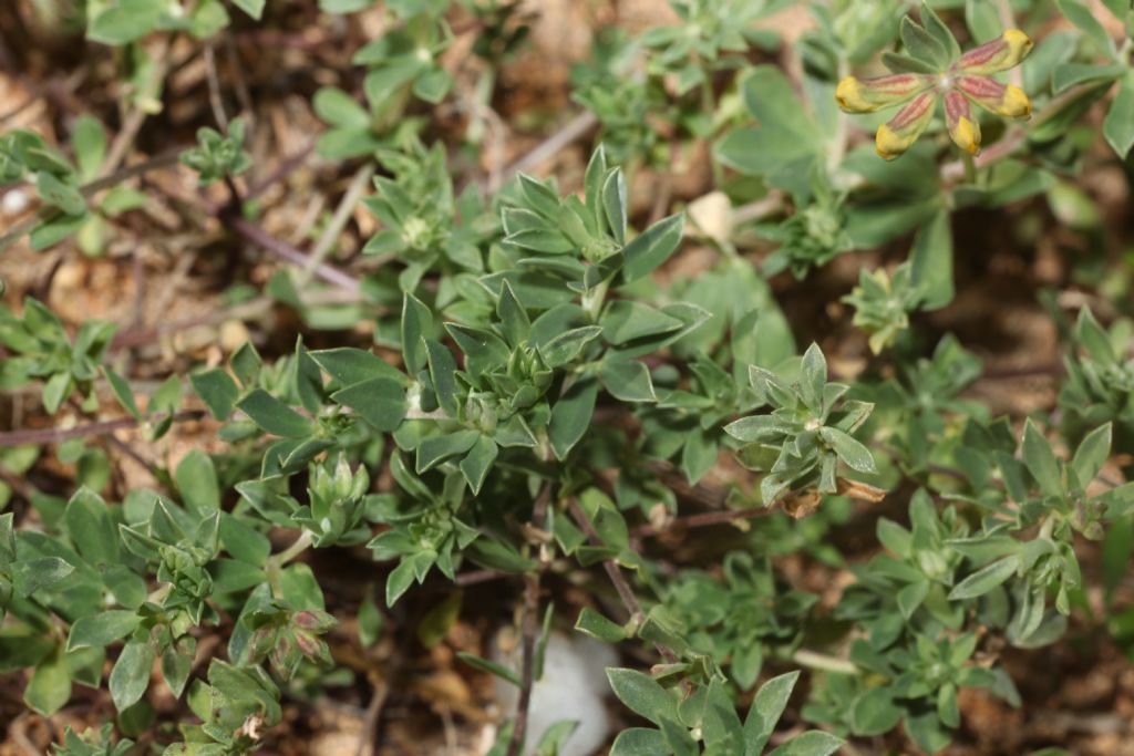 Fabaceae:  Lotus cytisoides (Complesso di)